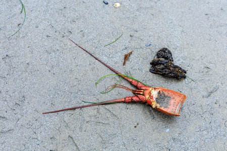 Lobster carapace on wet beach sand in tidal basin after sea gulls morning breakfast
