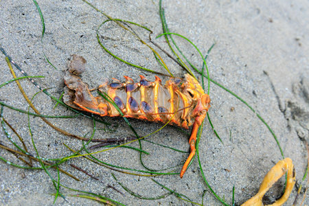 California lobster tail on a wet sand with seaweeds in a seaside tidal basin