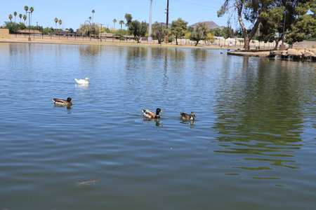 Slow paddling Mallard ducks in calm and cool spring water of Cortez park lake, Phoenix, Arizona; focus on a right brace of  birdsの写真素材