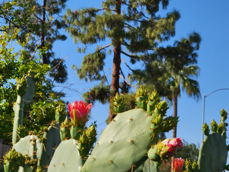 Attractive red flower of Prickly Pear cactus, Nopal or Opuntia, surrounded by dangerously sharp spines during short Arizona springの写真素材
