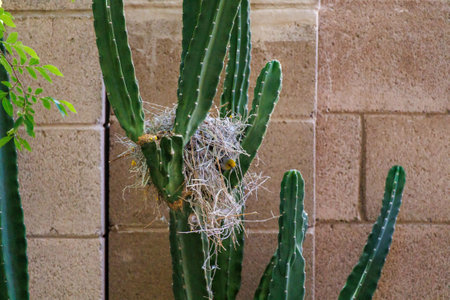 Auriparus flaviceps, also known as Verdin, sticking out its head from a breeding nest perched between Cereus Cactus Branchesの写真素材