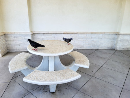 Light-colored speckled concrete  picnic table with four attached benches in an outdoor setting featuring two black and grey pigeons on its topの写真素材