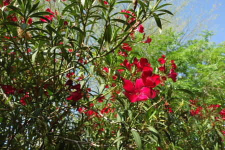 Closeup of Arizona drought tolerant red Oleander blooming with soft red flowers in Spring