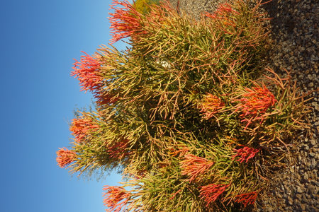 Colorful Euphorbia Tirucalli Succulent or Sticks on Fire in desert style xeriscaping under clear blue skyの写真素材