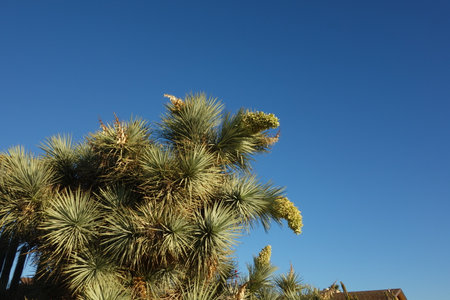 Crown of Yucca brevifolia  or Joshua Tree with white flower panicles on spikes, an iconic species of the Mojave Desert, shot against clear blue skyの写真素材