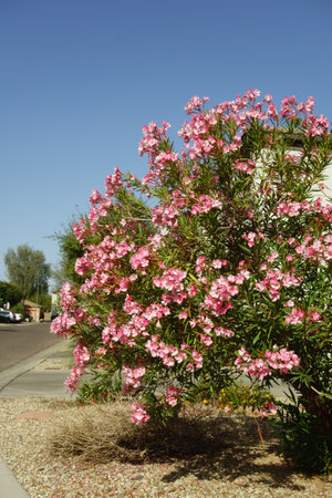 Arizona drought tolerant Nerium petite oleander shrub with soft pink flowers in xeriscaped roadside...