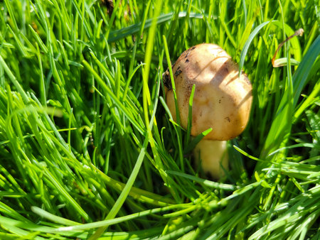 Parasol mushroom with a closed protective cap growing in blades of grass after autumn rainの写真素材