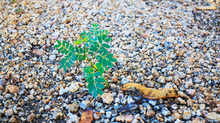 Fragile seedling of mesquite tree with seed pod next to it on a desert gravel bed, close upの写真素材
