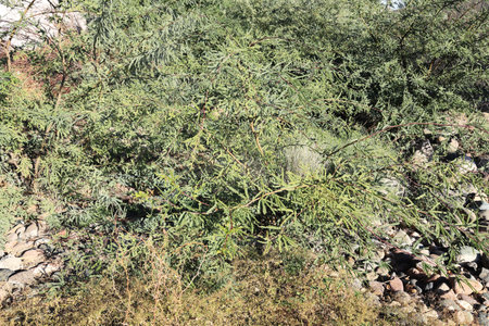 Wild desert patch with a dense growth of velvet mesquite shrubs covering rocky grounds, natural...