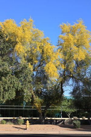 Arizona desert style xeriscaped roadside with bright yellow flowers on top on Palo Verde tree during...