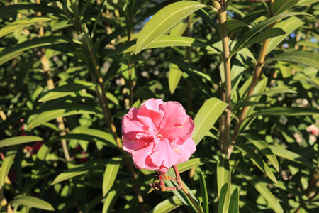 Bright pink flowers and dense green foliage of Nerium oleander in spring, natural background,...