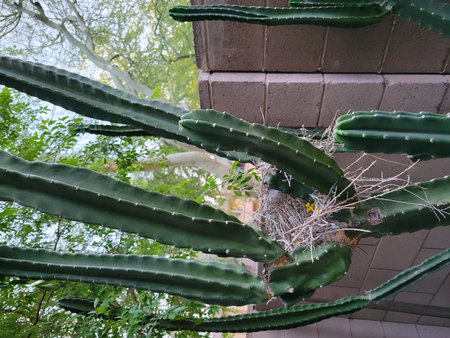 Thornless Cereus cactus nesting small dry twigs and fluffy soft material placed by birds between its multitrunked stemsの写真素材