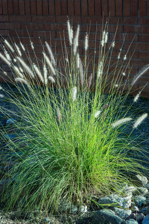 Closeup of bottlebrush-like flower spikes plumes of African fountain grass (Pennisetum setaceum) against brown-red brick fence wall in late Autumnの写真素材