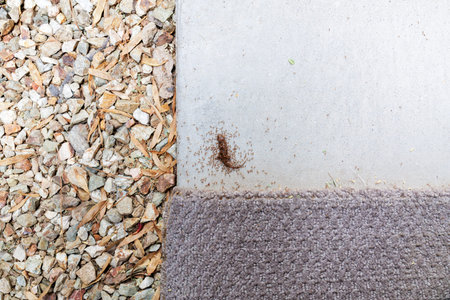 Aggressive colony of Solenopsis Invicta ants, small, reddish-brown insects swarming over a...