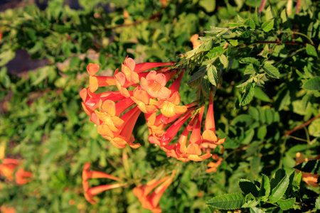 Cape Honeysuckle vibrant orange, trumpet-shaped flowers above its thick green canopy in Phoenix,...
