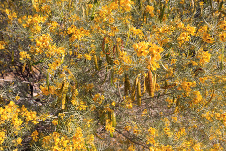 Close-up of a Senna artemisioides flowering shrub with seed pods, also known as Feathery Cassia or Silver Cassia; natural background or backdrop