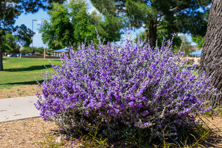 Texas sage shrub (scientifically known as Leucophyllum frutescens), a drought-tolerant evergreen native to the southwestern United States and northern Mexico