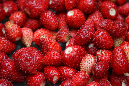 Sweet wild strawberry, close-up viewの写真素材