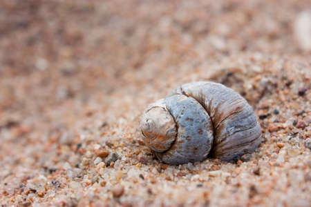 Spiral shell on the sand with blurred backgroundの写真素材