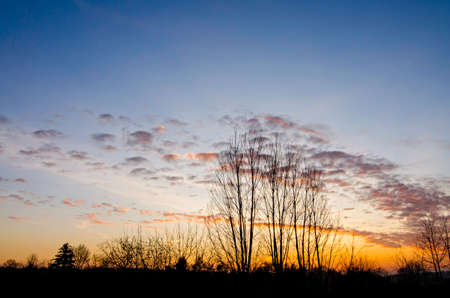 Barren trees at the autumn evening with yellow and orange sunset on a clear sky with a few picturesque cloudsの写真素材