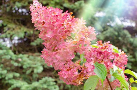 Pink hydrangea flowers in bloom with a sunray on them and a fir tree in the background