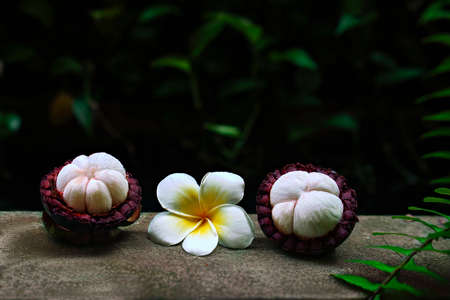 Mangosteen Fruits with Frangipani Plumeria Flowerの写真素材