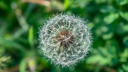 dandelion flower with seeds ball close upの写真素材