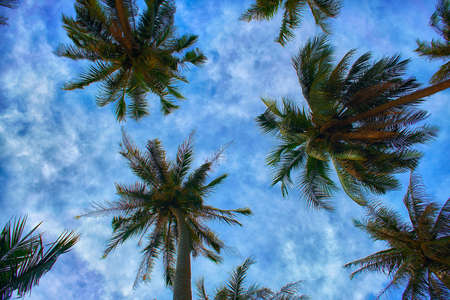 Coconut palm trees on clear summer skies