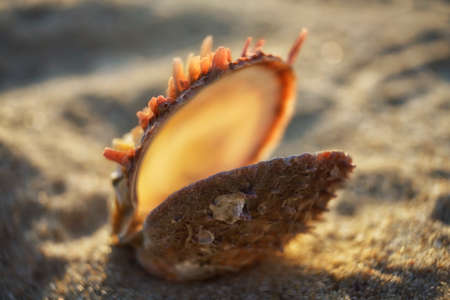 Beautiful seashell on a beach sea sand