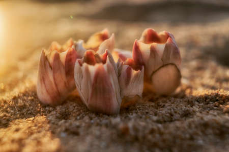 White and purple barnacles on a beach sand by the seaの写真素材