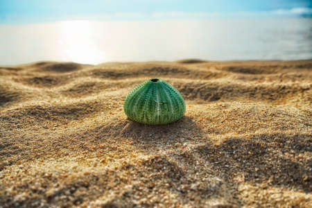 skeleton of a see urchins in shades of green color on a beach sandの写真素材