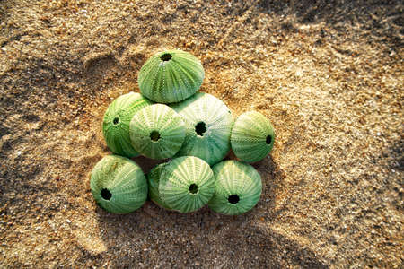skeleton of a see urchins in shades of green color on a beach sandの写真素材