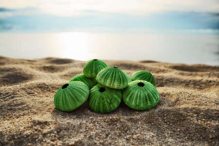 skeleton of a see urchins in shades of green color on a beach sandの写真素材