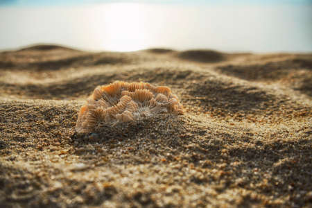 Dead coral on sand. Close-up, macro viewの写真素材
