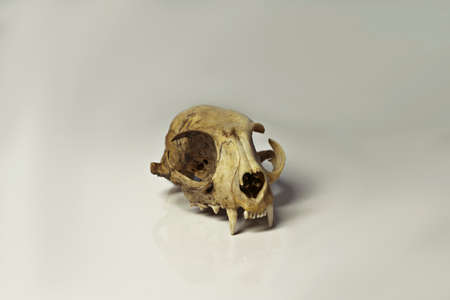 animal Cat Scull isolated on white backgroundの写真素材