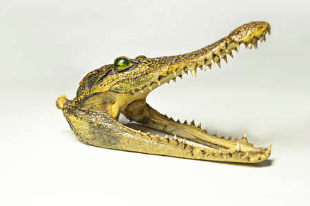 Real animal crocodile scull isolated on backgroundの写真素材