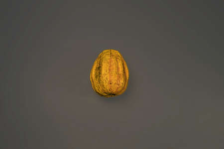 An Artistic, Dramatic Closeup of Small Pumpkinの写真素材