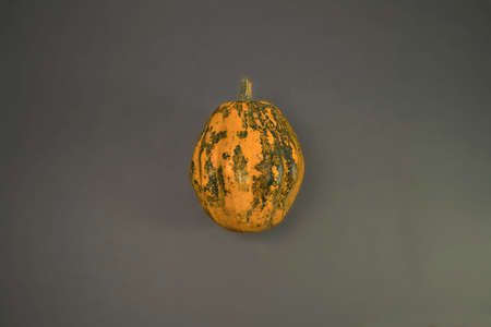 An Artistic, Dramatic Closeup of Small Rustic Pumpkinの写真素材