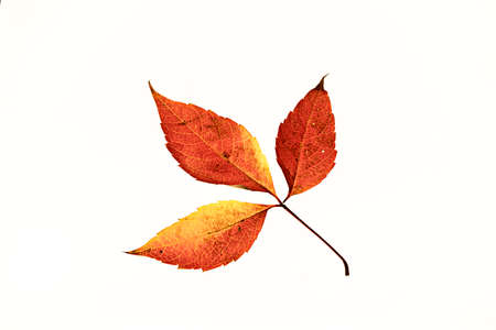 Red autumn leaf isolated on white backgroundの写真素材
