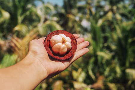 Mangosteen in woman handの写真素材
