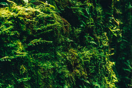 Texture of green moss on stone wall backgroundの写真素材