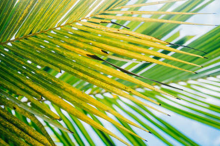 closeup of coconut palm leaves with fresh color of blue sky background