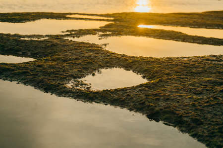 Beautiful green moss on stones near the sea with sunset backgroundの写真素材