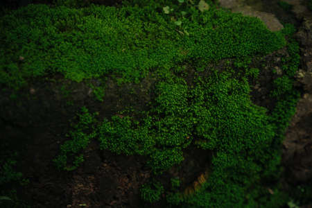 Background texture of beautiful green moss on stone
