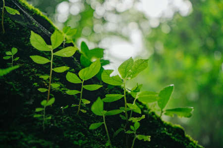 Texture of green moss on stone wall backgroundの写真素材