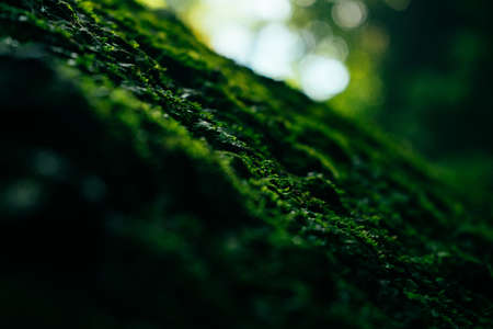 Texture of green moss and leaves on stone background