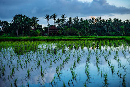 Scenic cloudy sky over rice fields terracesの写真素材