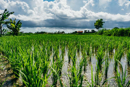 Scenic cloudy sky over rice fields terraces, rural landscape background, Bali, Indonesiaの写真素材