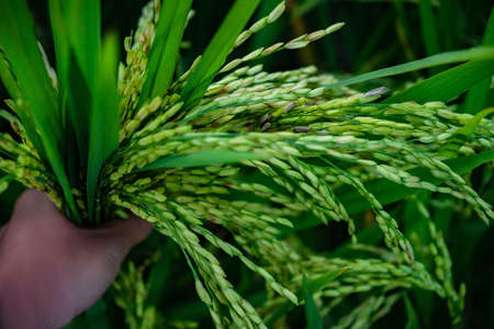human hand holding green riceの写真素材