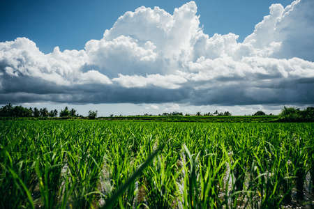 Scenic cloudy sky over rice fields terraces, rural landscape background, Bali, Indonesiaの写真素材